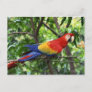 Scarlet macaw on tree limb postcard