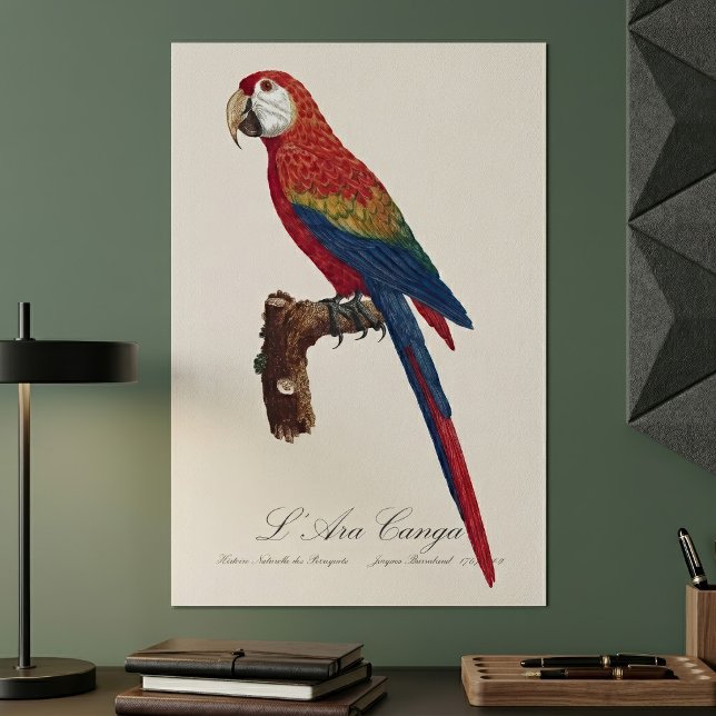 Scarlet Macaw or Red-Breasted Macaw, Ara macao Poster (Scarlet Macaw or Red-Breasted Macaw, Ara macao. Poster)