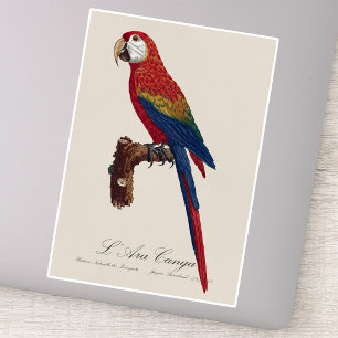 Scarlet Macaw or Red-Breasted Macaw, Ara macao Sticker