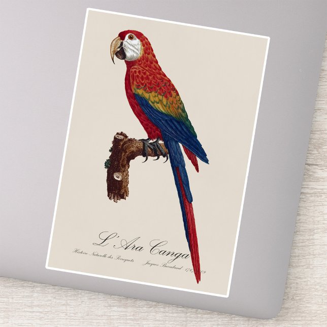 Scarlet Macaw or Red-Breasted Macaw, Ara macao Sticker (Scarlet Macaw or Red-Breasted Macaw, Ara macao. Sticker)