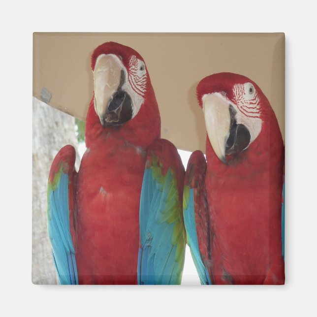 Scarlet Macaw Pair Tropical Illustration Magnet (Front)