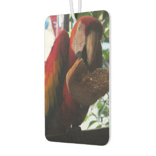 Scarlet Macaw Parrot Eating Toast Air Freshener