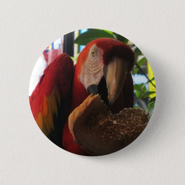 Scarlet Macaw Parrot Eating Toast Button (Front)