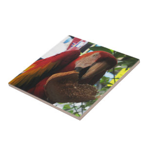 Scarlet Macaw Parrot Eating Toast Ceramic Tile
