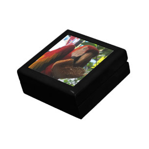 Scarlet Macaw Parrot Eating Toast Gift Box
