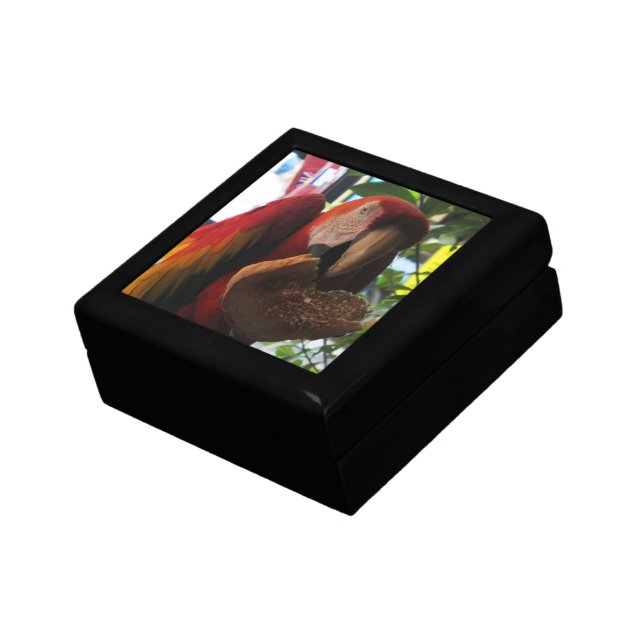 Scarlet Macaw Parrot Eating Toast Gift Box (Side)