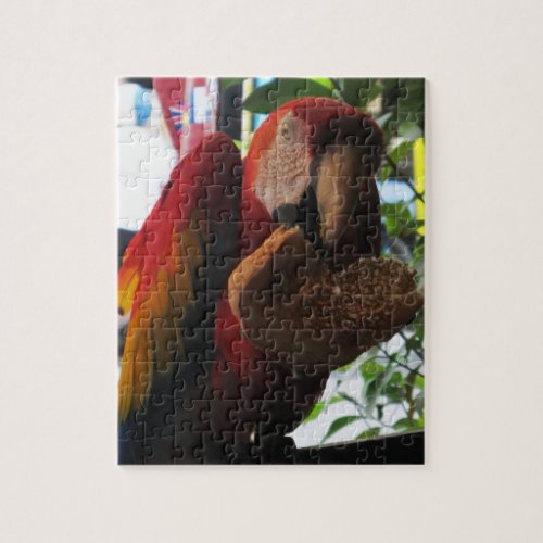 Scarlet Macaw Parrot Eating Toast Jigsaw Puzzle