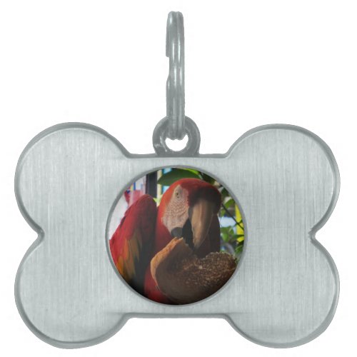Scarlet Macaw Parrot Eating Toast Pet Name Tag
