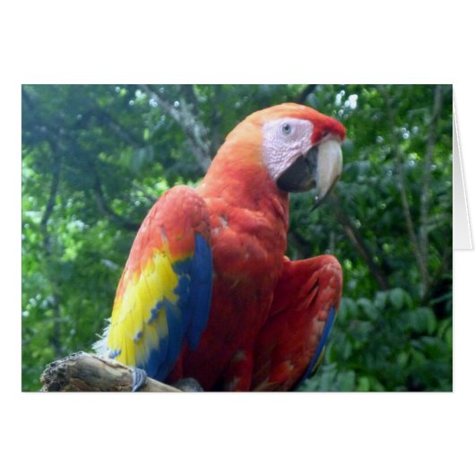 scarlet macaw perch cards (Front Horizontal)