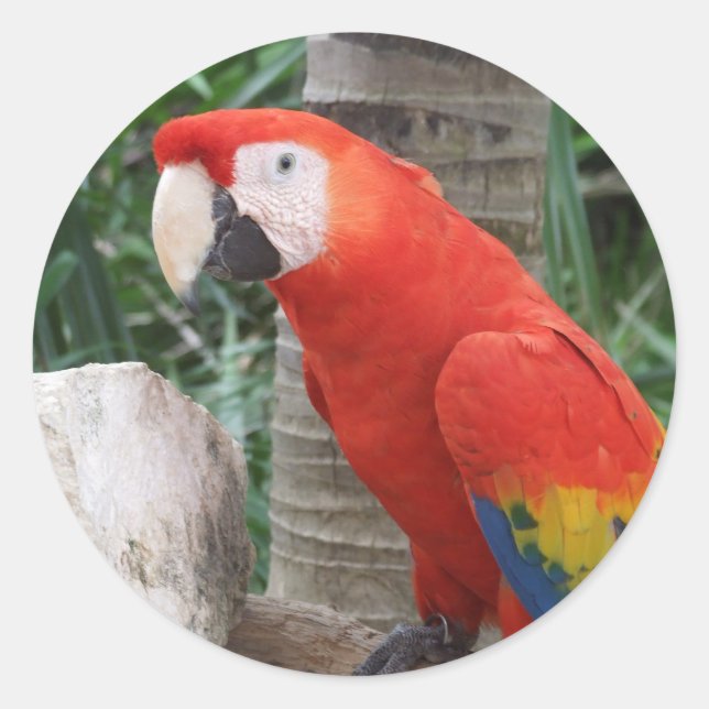 Scarlet Macaw Photography Classic Round Sticker (Front)