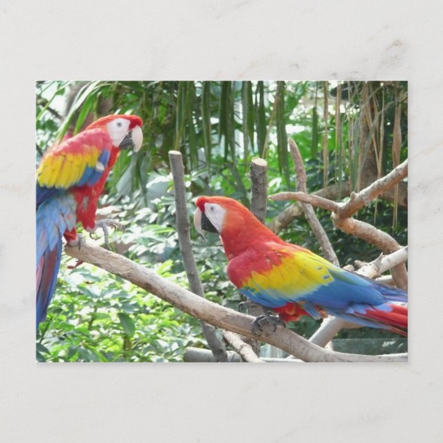 Scarlet Macaw Postcard (Front)