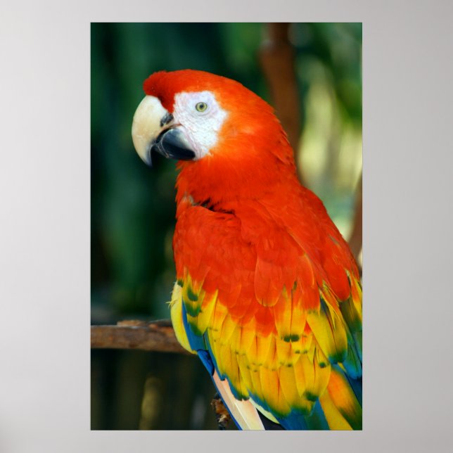 Scarlet Macaw Poster (Front)