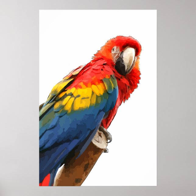 scarlet macaw Poster (Front)