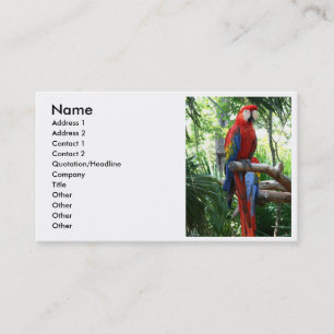 Scarlet macaw, red macaw photograp design business card