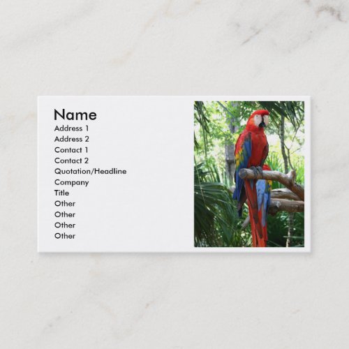 Scarlet macaw, red macaw photograp design business card templates