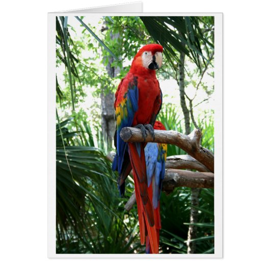 Scarlet macaw, red macaw photograp design cards (Front)