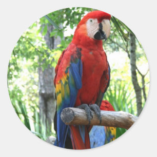 Scarlet macaw, red macaw photograp design classic round sticker