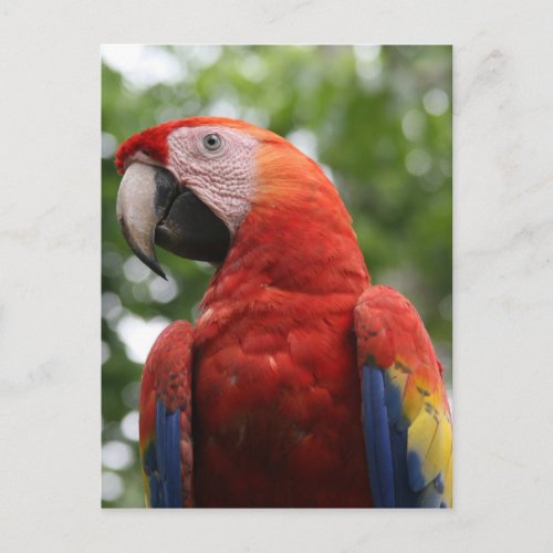 scarlet macaw red postcard