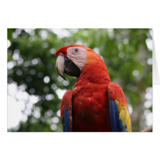 scarlet macaw roja cards (Front Horizontal)