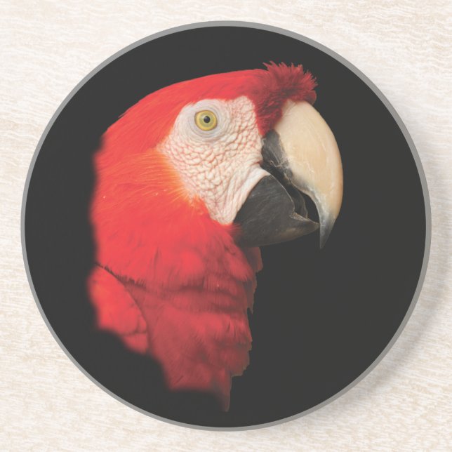 scarlet macaw sandstone coaster (Front)