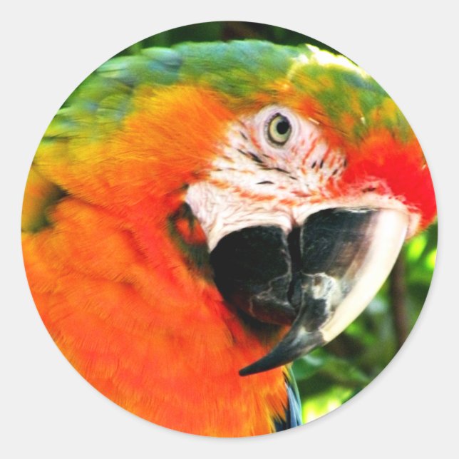 Scarlet Macaw Stickers (Front)
