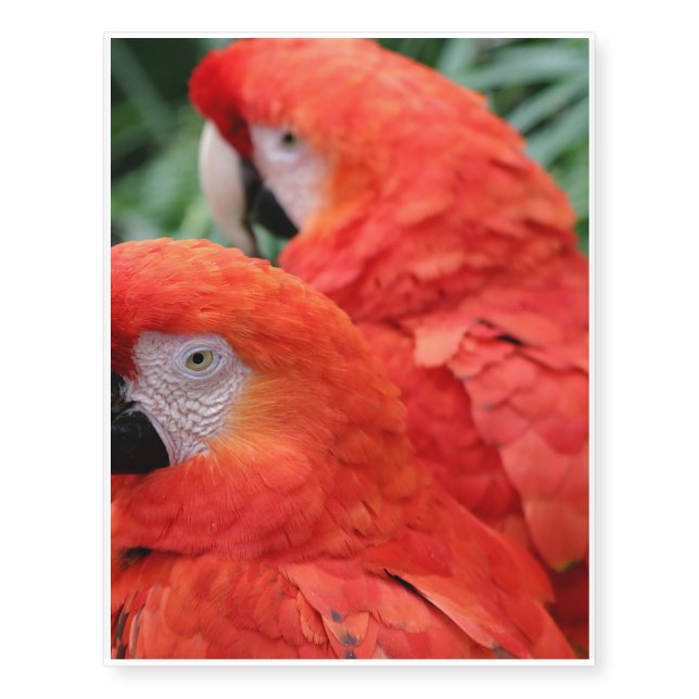 Scarlet Macaw Temporary Tattoos (Front)