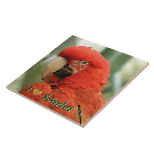 Scarlet Macaw Tile