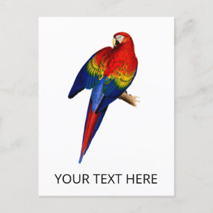 Scarlet Macaw Tropical Colorful Rain Forest Bird Postcard
