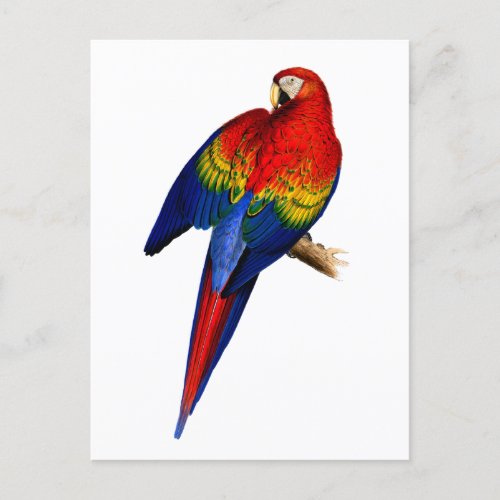 Scarlet Macaw Tropical Colorful Rain Forest Bird Postcard