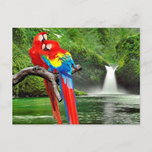 Scarlet macaws in rainforest postcard