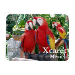 Scarlet Macaws Magnet at Zazzle