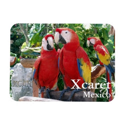 Scarlet Macaws Magnet