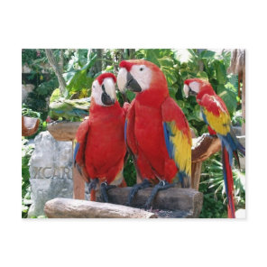 Scarlet Macaws Postcard
