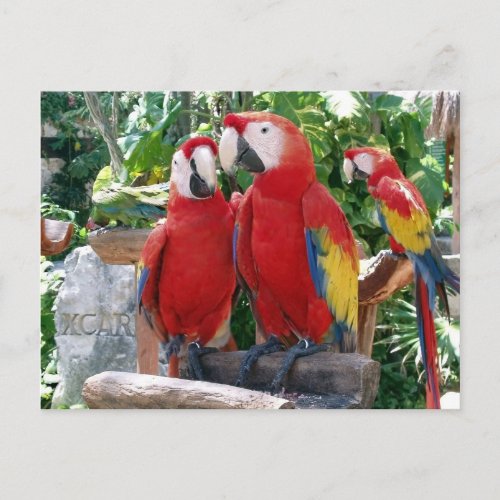 Scarlet Macaws Postcard