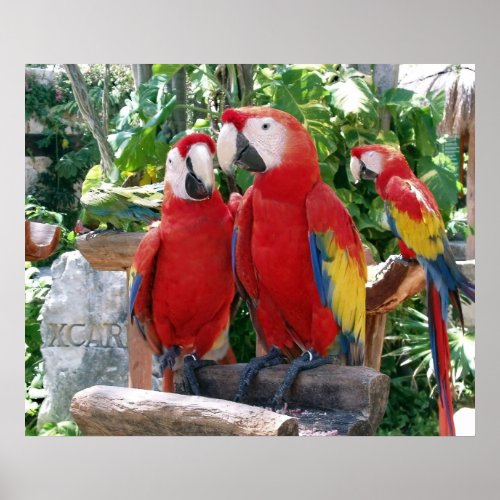 Scarlet Macaws Poster