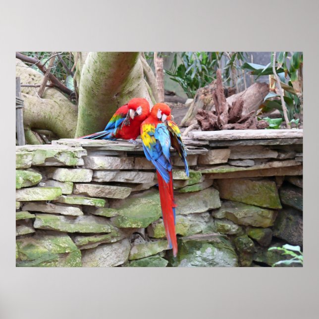Scarlet Macaws Poster (Front)