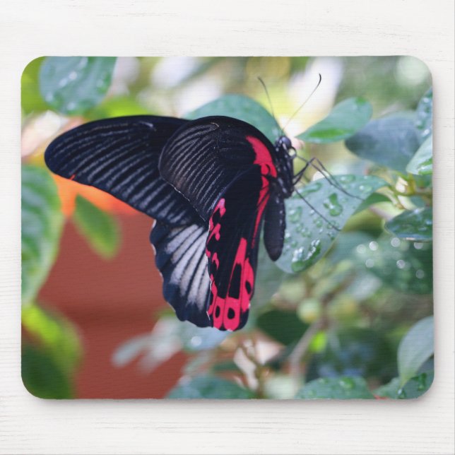 Scarlet Mormon Butterfly Mouse Pad (Front)