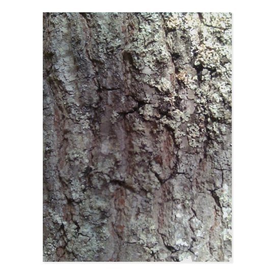 Scarlet Oak Tree Bark Postcard | Zazzle.com