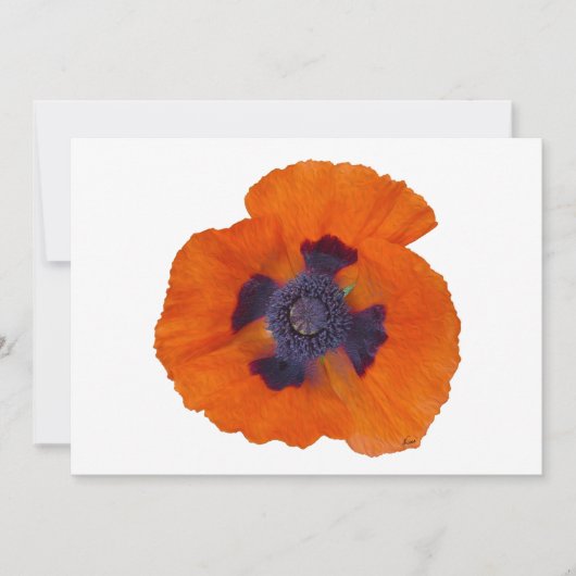Scarlet Orange Poppy 1 (Front)