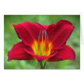 Scarlet Orbit Daylily (Front Horizontal)