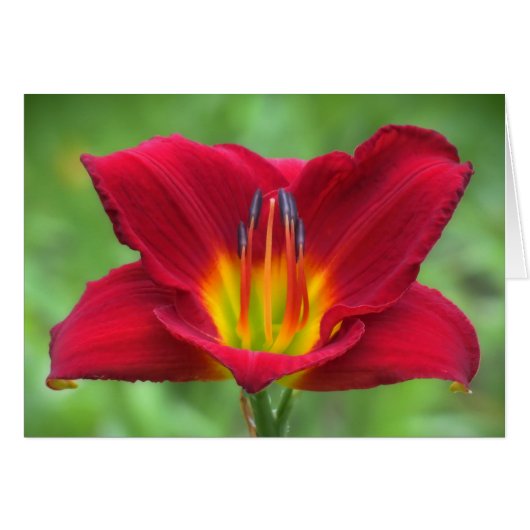 Scarlet Orbit Daylily Cards (Front Horizontal)