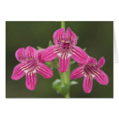 Scarlet Penstemon, Penstemon triflorus, (Front Horizontal)