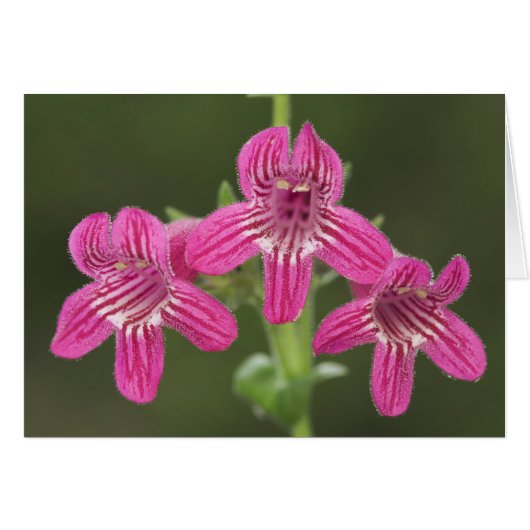 Scarlet Penstemon, Penstemon triflorus, Cards (Front Horizontal)