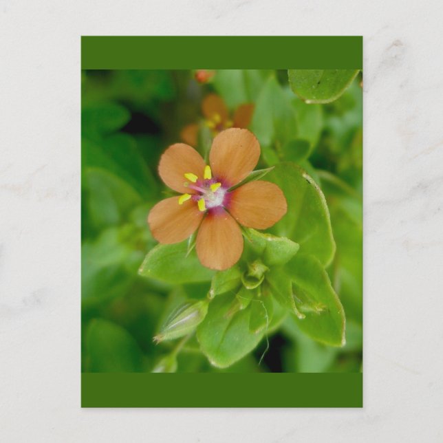 Scarlet Pimpernel Wildflower Postcard (Front)