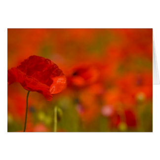 Scarlet Poppies Cards