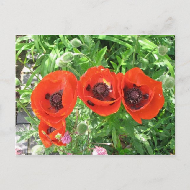 Scarlet Poppies/Postcard Postcard (Front)