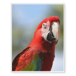Scarlet Red Macaw Temporary Tattoos