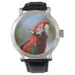 Scarlet Red Macaw Watch