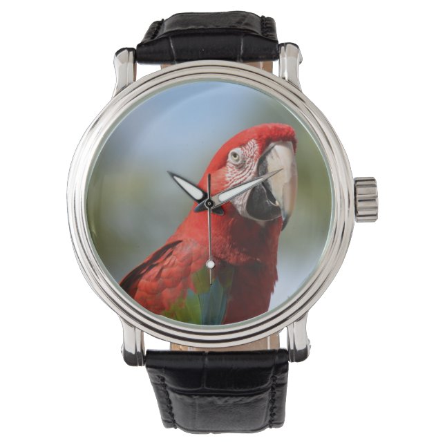 Scarlet Red Macaw Watch (Front)