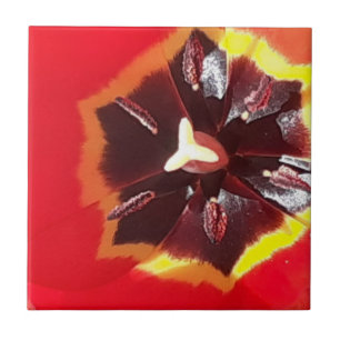 Scarlet Red Tulip Ceramic Tile